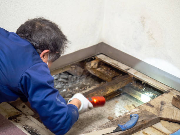 Best Affordable Mold Removal  in Greentown, OH
