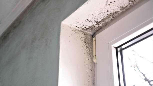 Best Attic Mold Removal  in Greentown, OH