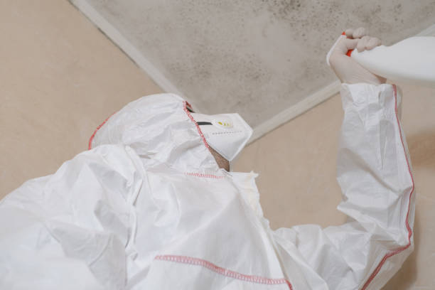 Best Mold Remediation  in Greentown, OH