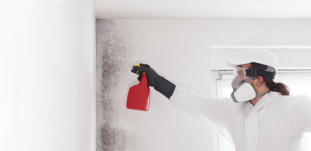 Best Mold Damage Repair  in Greentown, OH