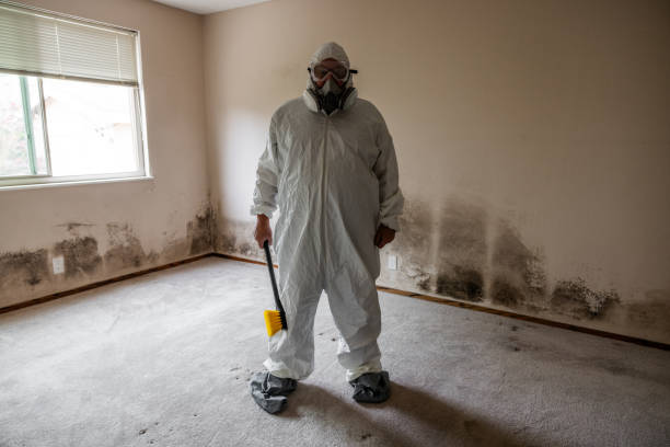Best Commercial Mold Removal  in Greentown, OH