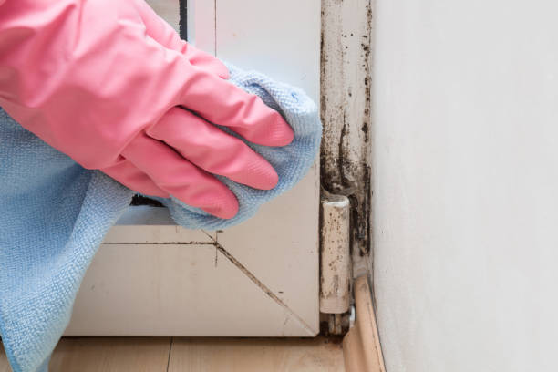 Professional Mold Removal in Greentown, OH
